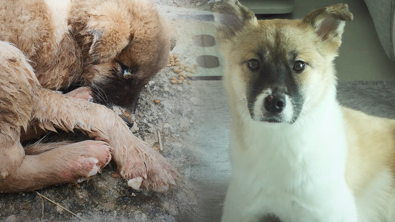 水路に落ちて手足を失った子犬を救った、心温まるクラウドファンディング「シン・ジョンヘ」のメイカー 